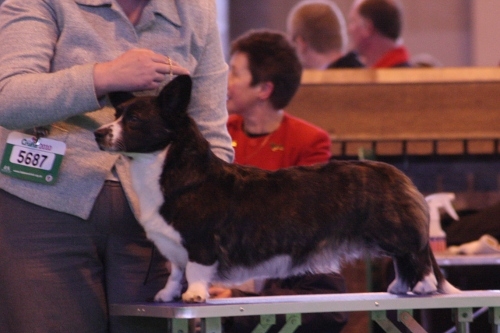 Crufts 2010